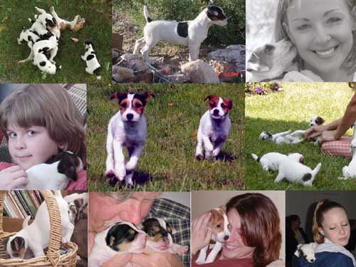 Jack Russell Terrier Puppies at Conquest Terriers