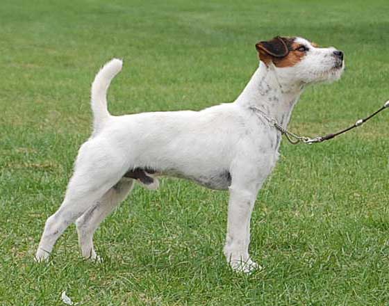 Jack Russell Terriers Girls, Jrt Females, Conquest Jack Russell Terrier 