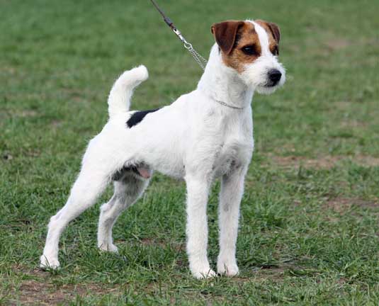 Jack Russell Terriers boys, JRT males, Conquest Jack Russell terrier ...