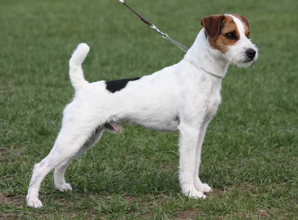 Jack Russell Terriers boys, JRT males, Conquest Jack Russell terrier ...